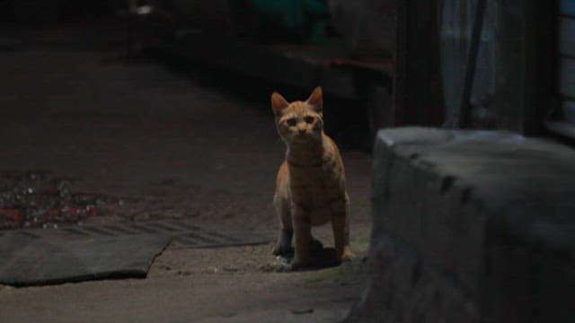 Cat roaming in an urban alley