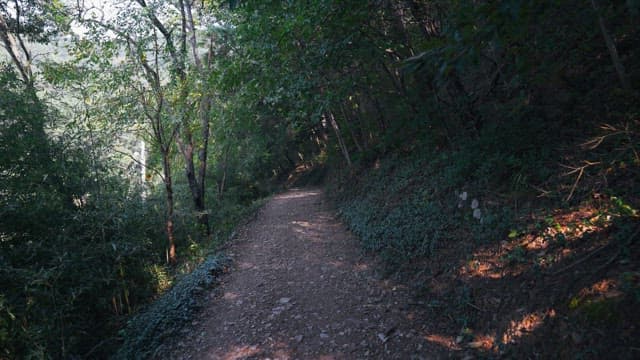 Quiet country road surrounded by lush greenery on a sunny day