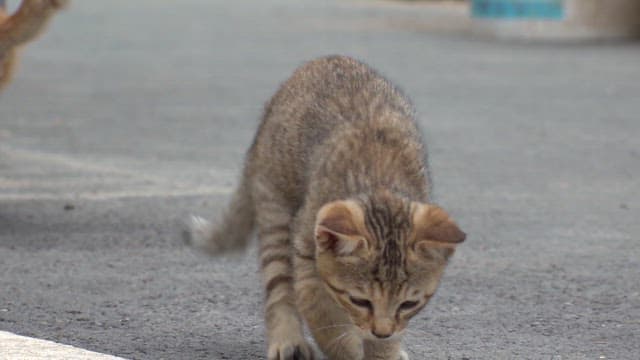 Kittens playing on an asphalt road in the afternoon, catching bugs