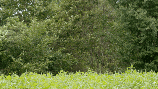 바람에 흔들리는 나무들