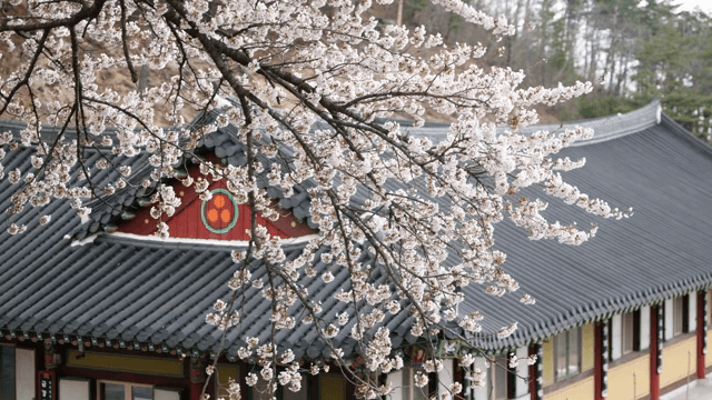 전통 한옥 근처의 벚꽃