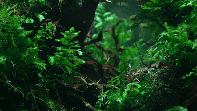 Fish swimming among lush aquatic plants