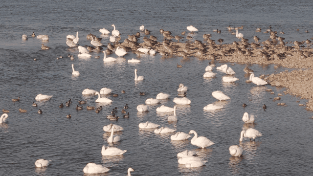Swans and flock of mallards on river