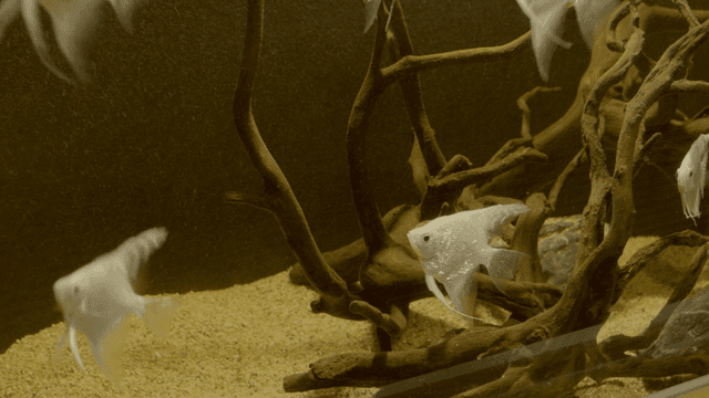 Silver angelfish swimming among driftwood