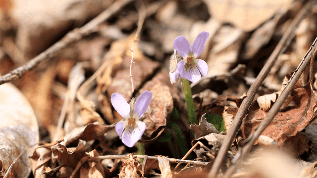 Purple flowers blooming among dry leaves