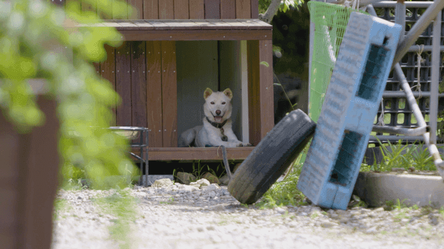 마당 나무집에서 쉬고 있는 개