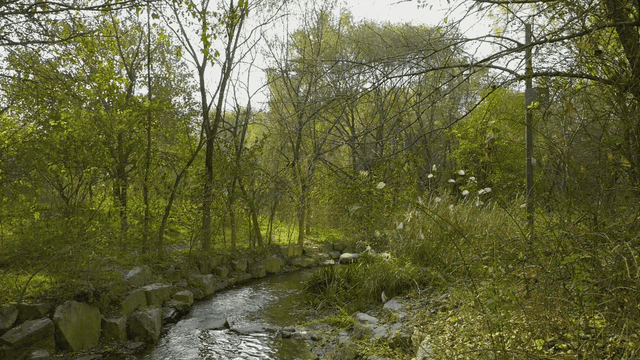 Small stream in forest