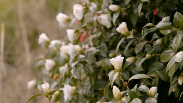 White flowers blooming on a bush