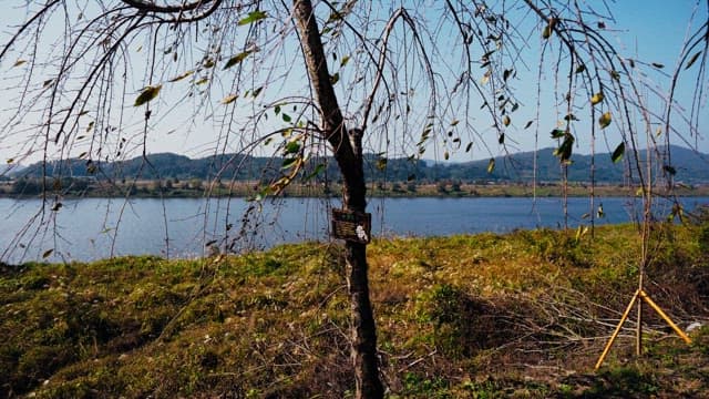 Serene river with a tree in the foreground and distant mountains under a clear blue sky