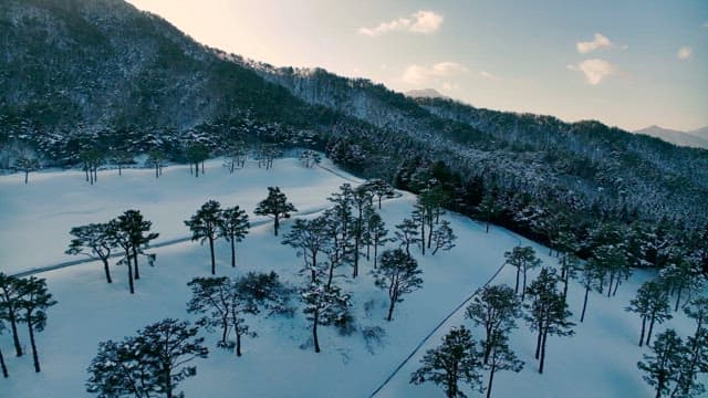 Snowy Forest Landscape from Above