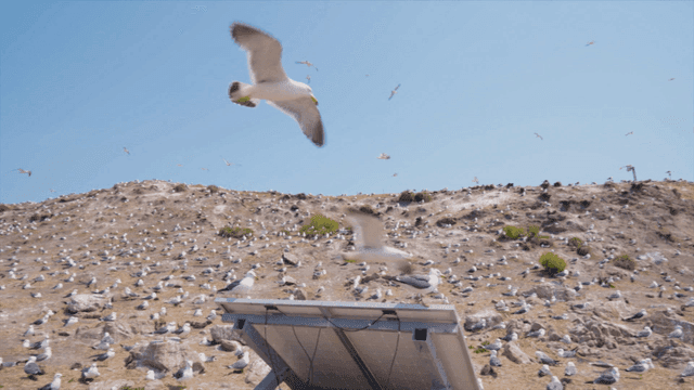Seagulls flying over a rocky hill