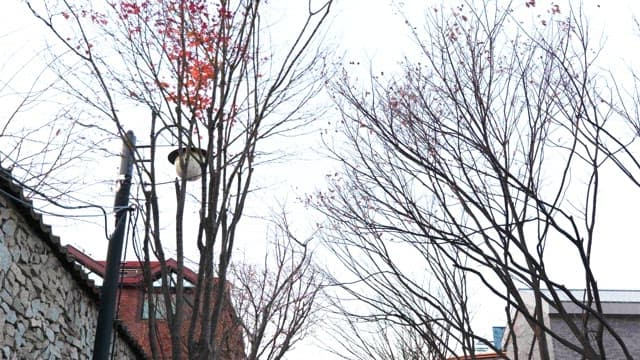 초겨울의 듬성듬성 단풍잎이 달린 나뭇가지