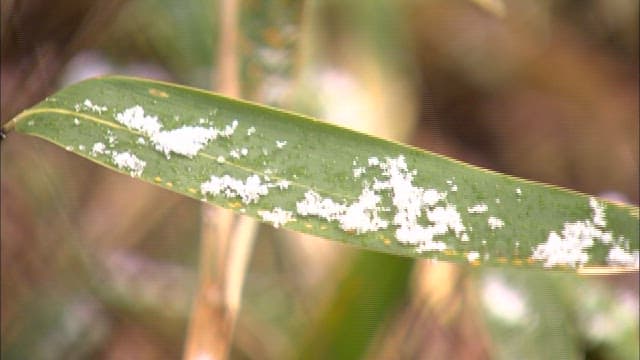 Snowflakes on Green Leaf