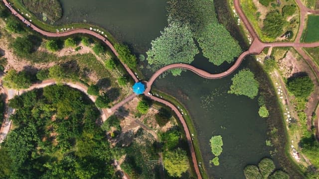 연꽃으로 덮인 호수 위의 구불구불한 산책로