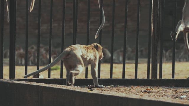 Monkeys Gathering Around a Fence