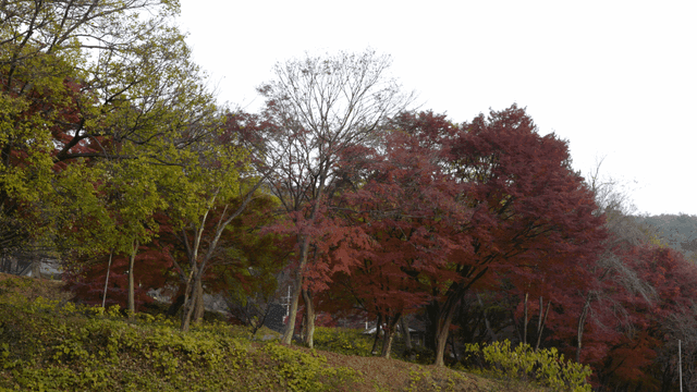 Autumn trees and colorful maple leaves