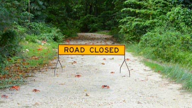 자동차가 다니는 길을 가로지르는 홍게