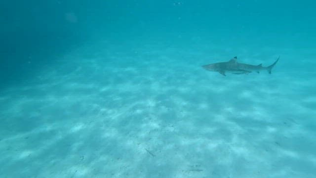 Shark swimming in clear water