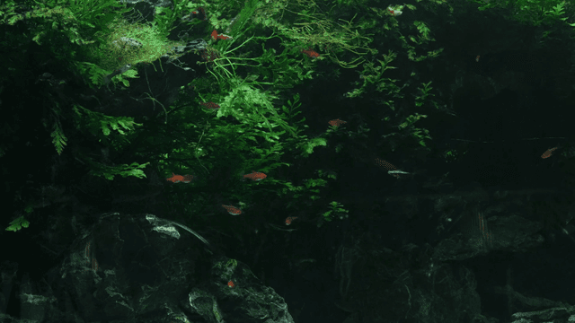 Colorful fish swimming in a lush aquarium