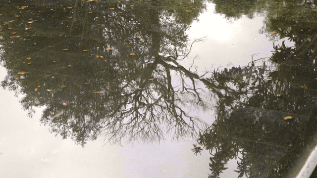 Trees reflected in still water