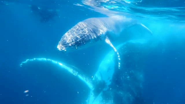 Whales swimming underwater