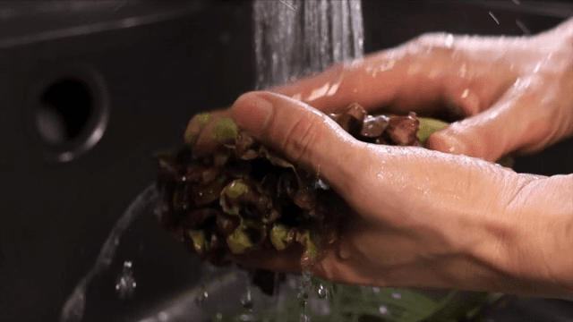 흐르는 물에 신선한 상추 씻기