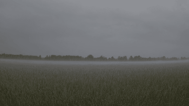 Foggy field