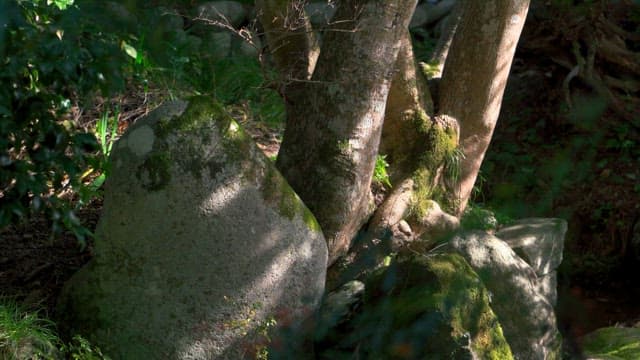 햇빛이 비추는 나무와 바위가 있는 평화로운 숲 풍경