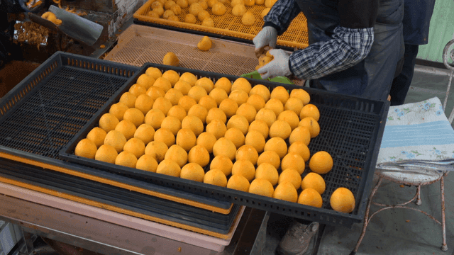 Person who organizes fresh persimmons