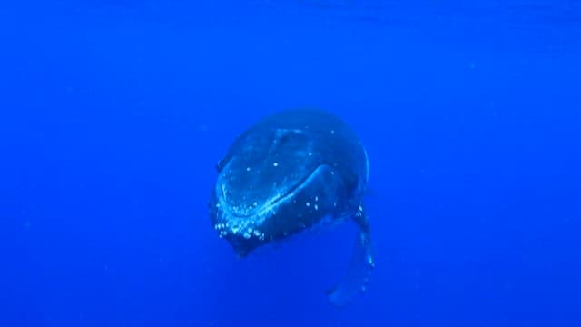 Humpback Whale Swimming Gracefully Underwater