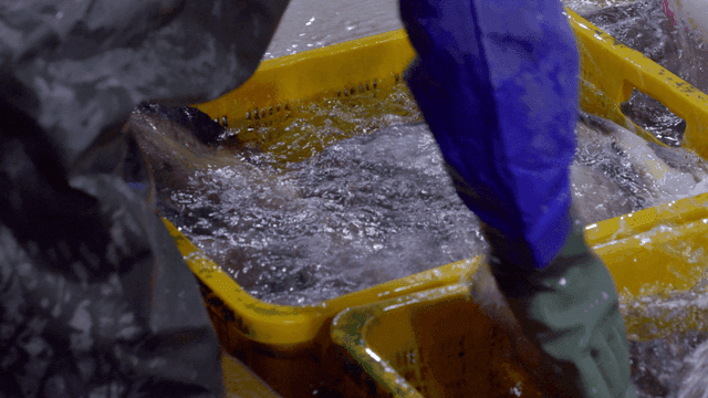 Person sorting fish in yellow basket