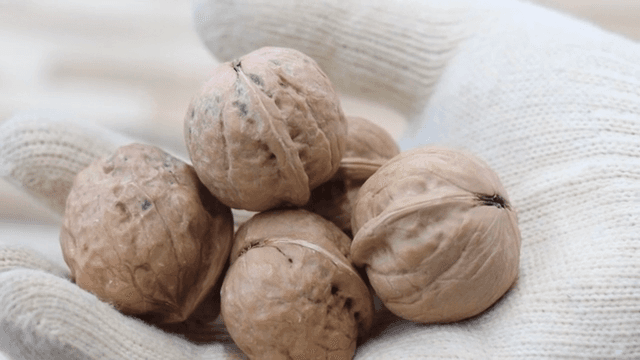 Walnuts held in a gloved hand