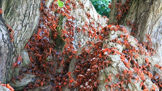 Colony of Red Crabs Amidst Tree Roots