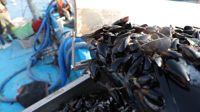 Fresh mussels sorted from fishing boats