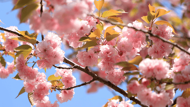 Cherry blossoms in full bloom