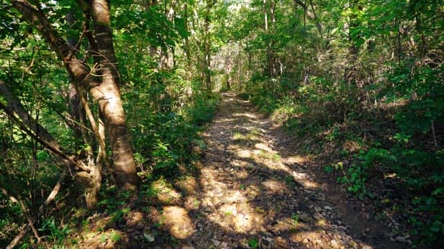 Dense forest path with sunlight shining on it