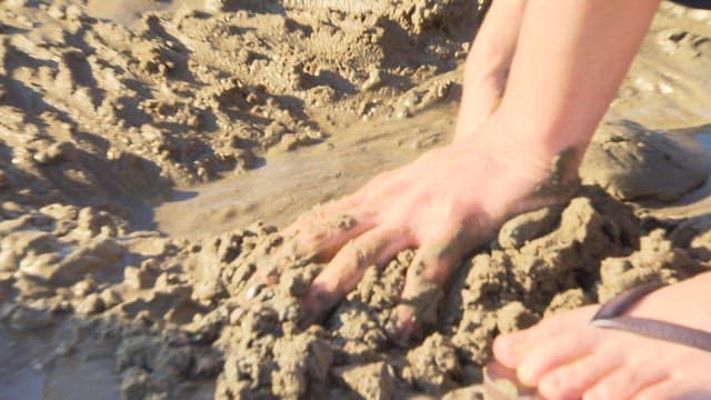 People Digging in the Mudflats Revealed by Low Tide