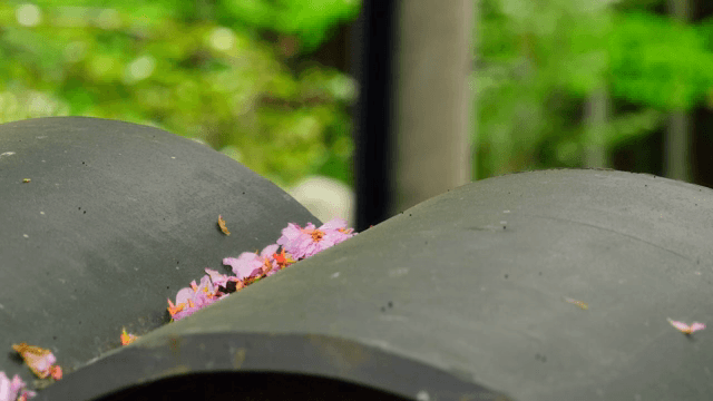 기와 타일 위에 떨어진 벚꽃잎