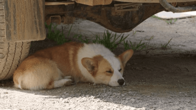 Dog resting under a vehicle
