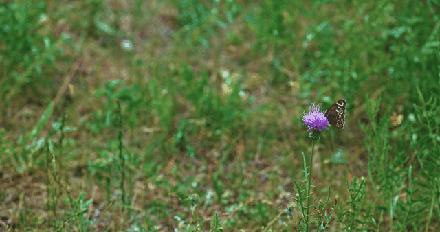 보라색 꽃에 앉아 있는 나비
