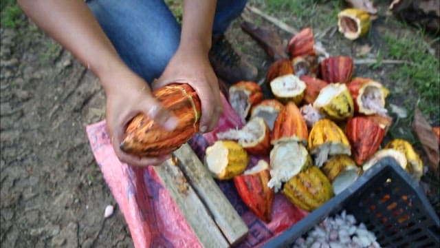 Collecting seeds from cocoa pods in a plastic basket