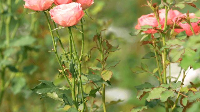 Pink roses blooming in a garden