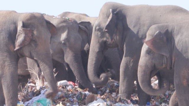 Elephants among heaps of garbage