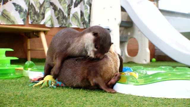 Otters Playfully Interacting Indoors