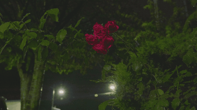 Blooming rose in the rainy night