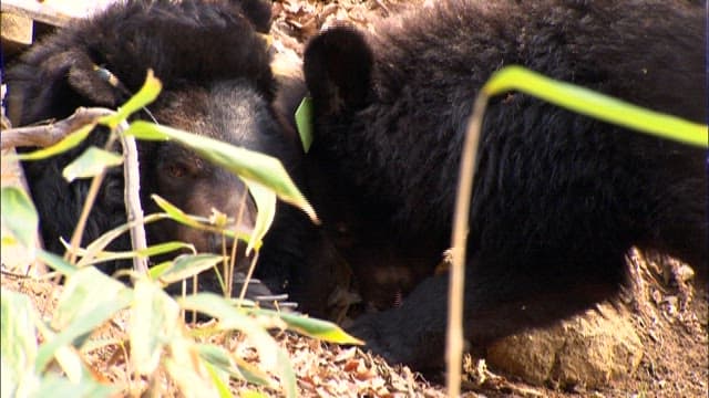 Bears in its Natural Habitat in the Forest