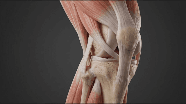 Detailed view of human knee anatomy