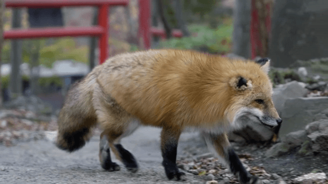 숲길을 걷는 여우