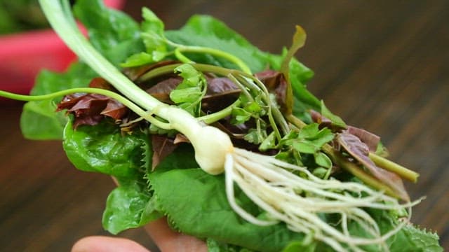 고추를 곁들여 먹는 문어숙회와 상추쌈