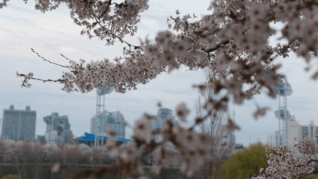 Cherry blossoms blooming against city backdrop